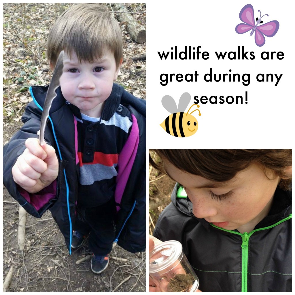Wildlife walk collage