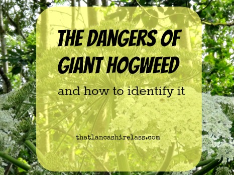 Giant Hogweed title