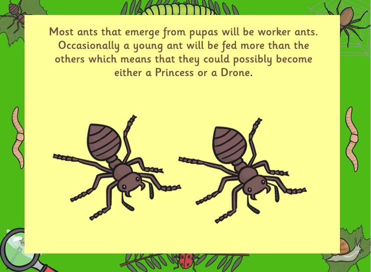 ant life cycle